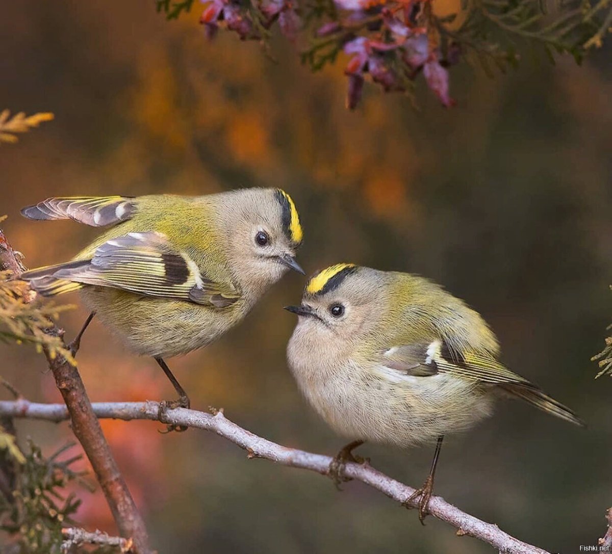 Желтоголовый королёк голос