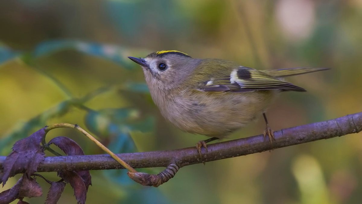 Королёк желтоголовый птица зимой