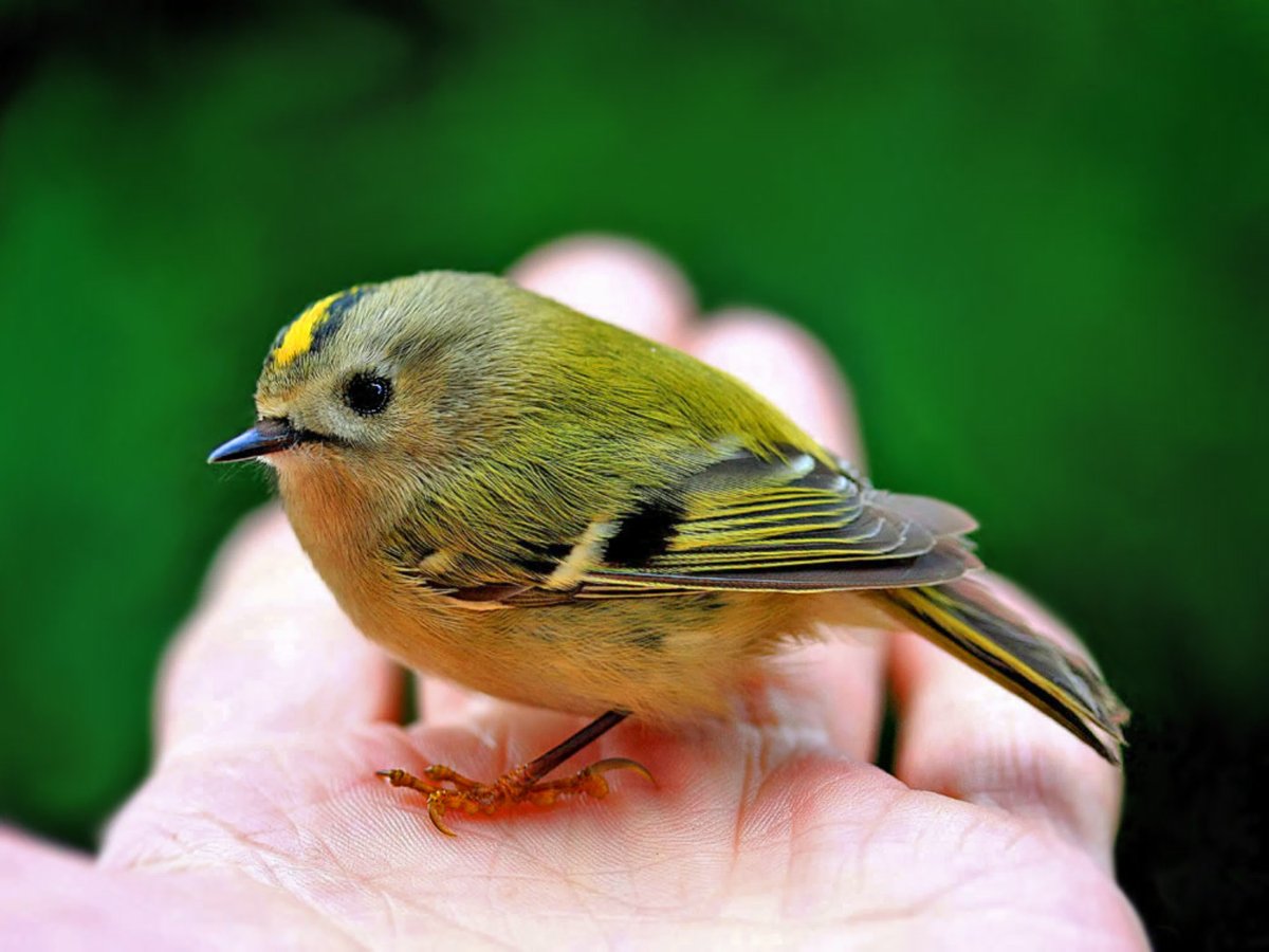 Королек на осенней ветке