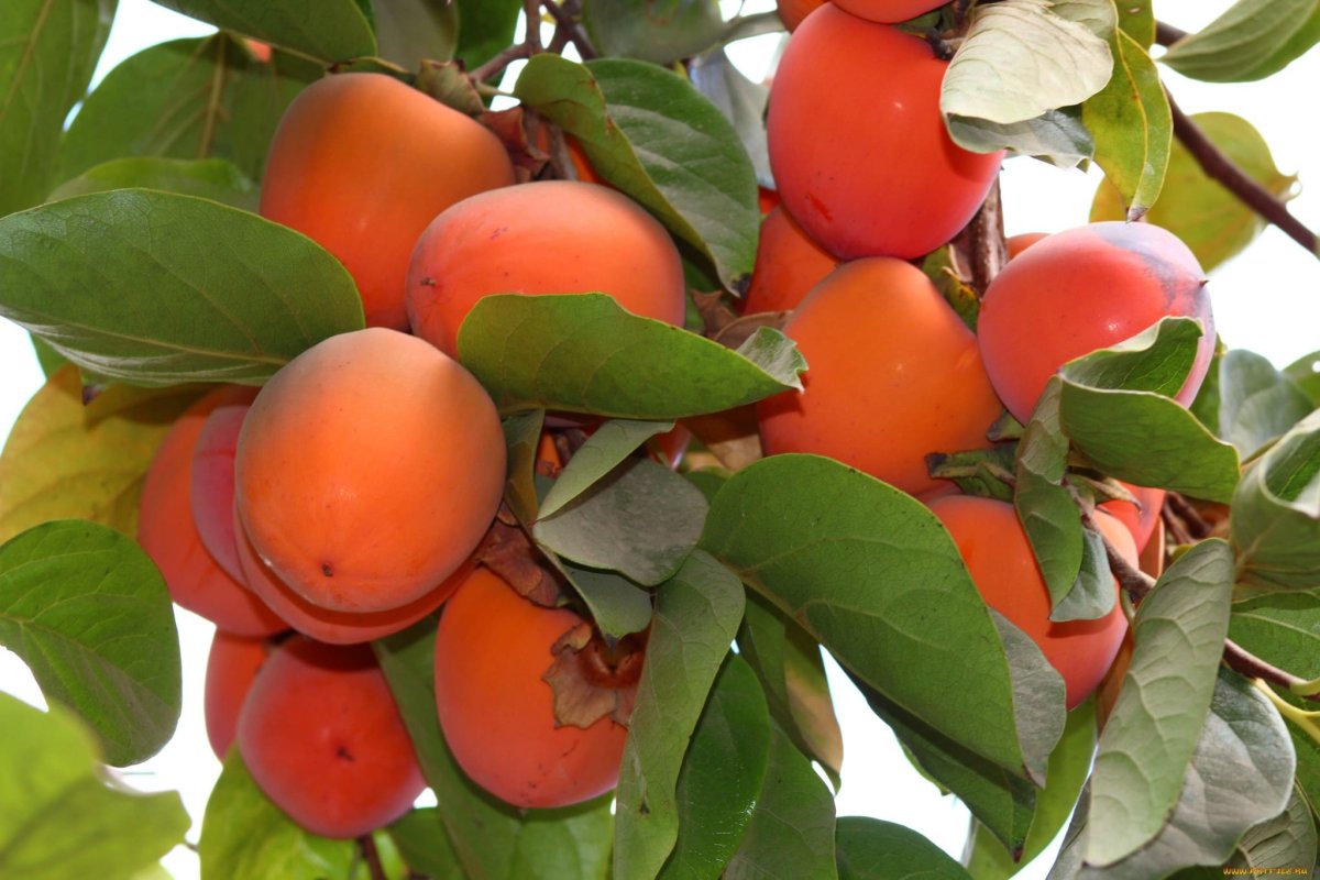 Самая маленькая птица в России