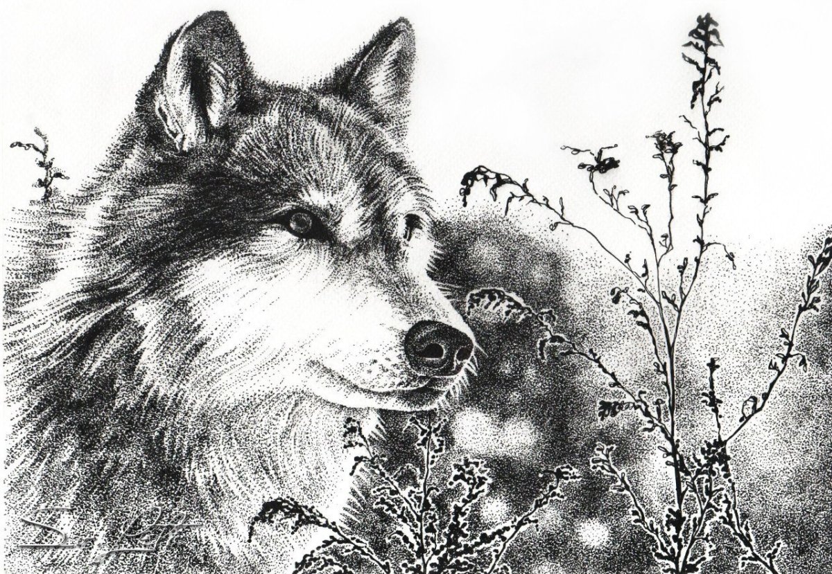 Кервуд Джеймс Оливер "казан"