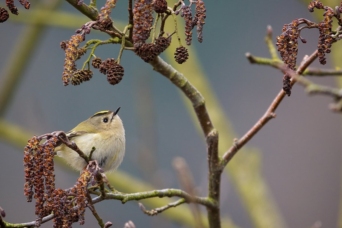 Желтоголовый Королек птичка