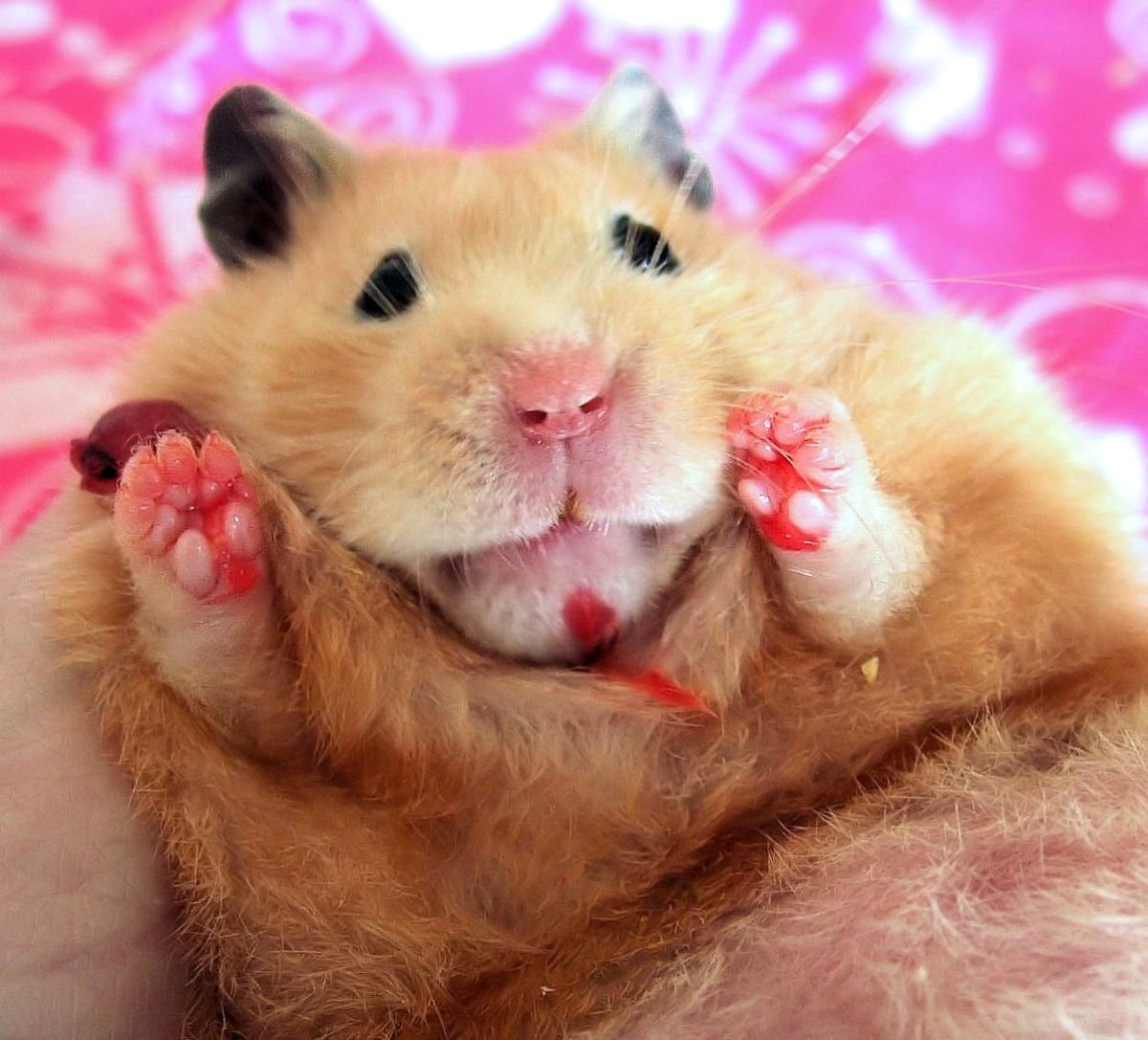 Милый хомяк