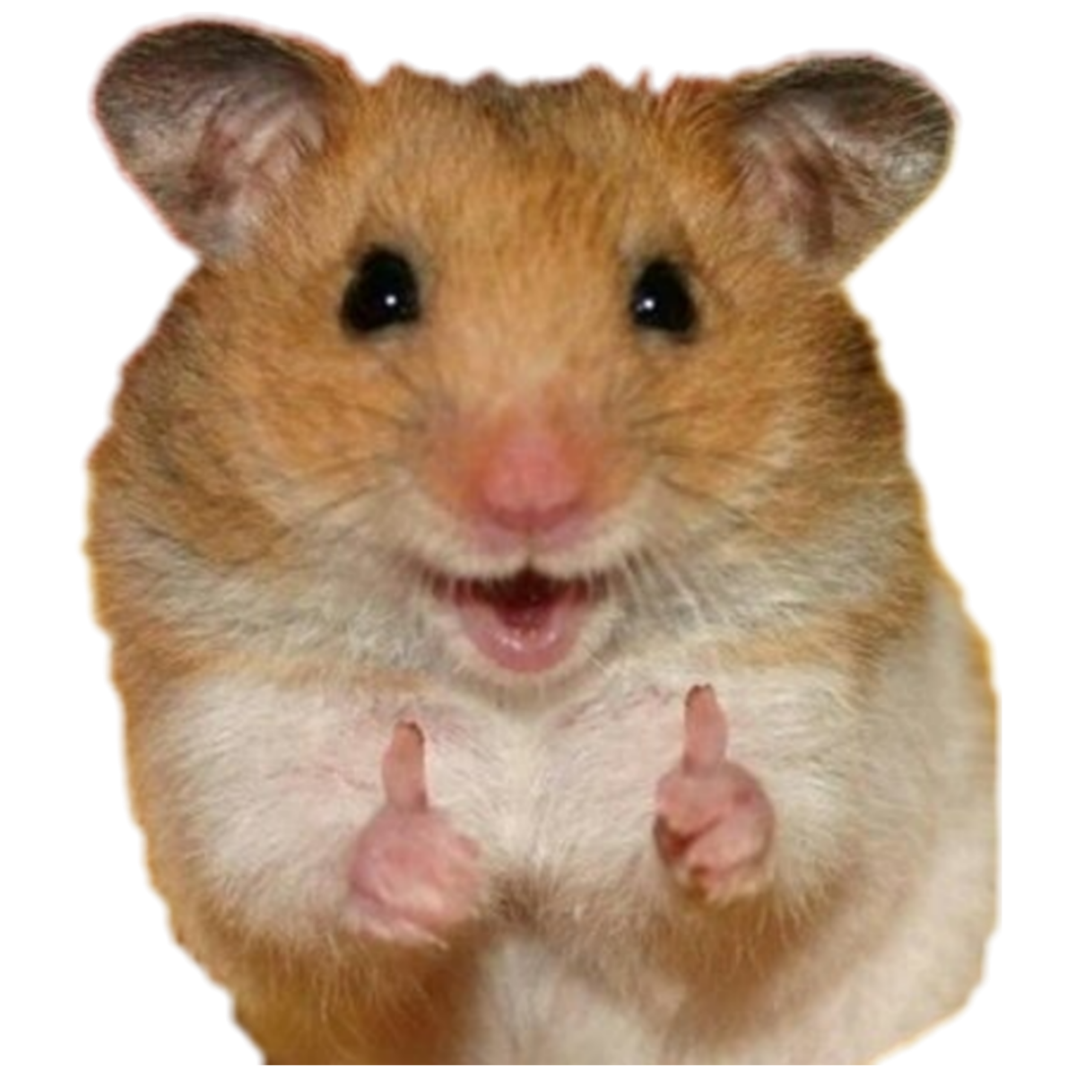 Красивый хомяк