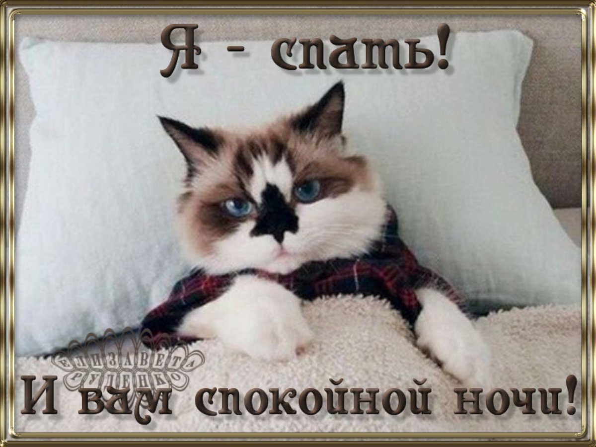 Спокойной ночи прикольные смешные