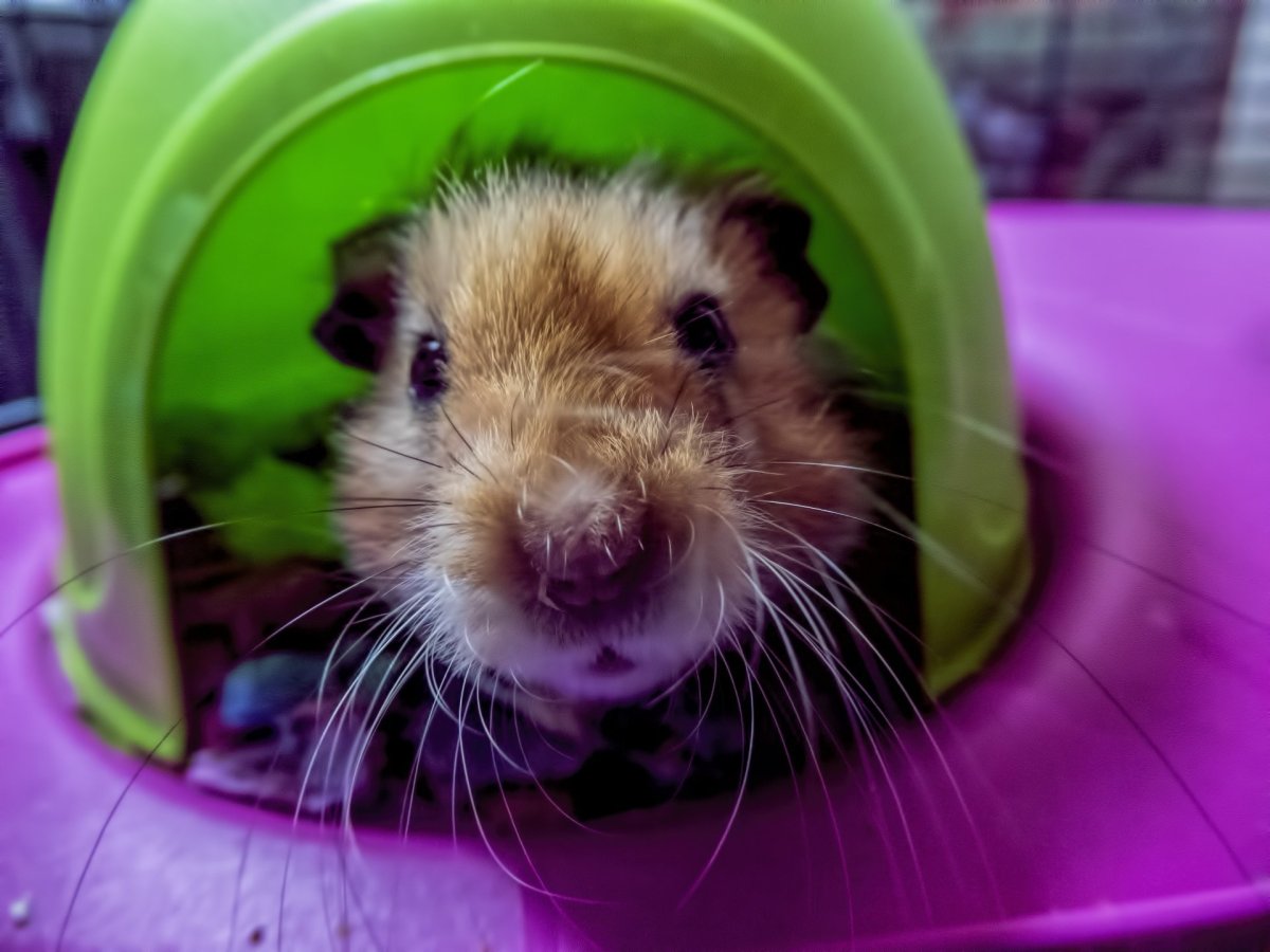 Мемы с хомяками