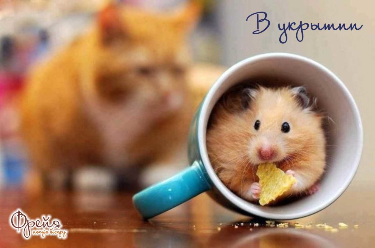 Хомячок с сердечком