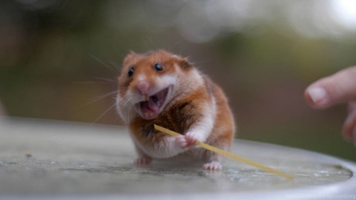 Надутый хомяк