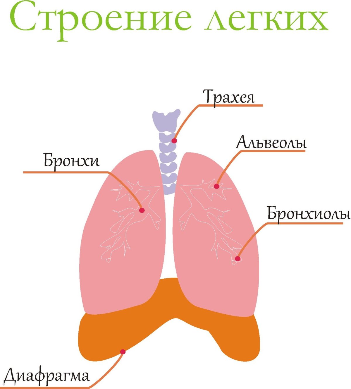 Строение легкого