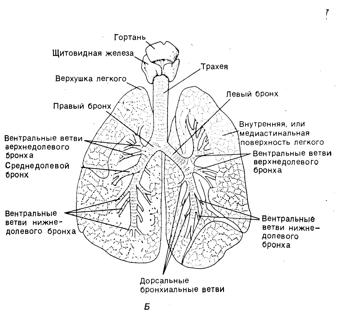 Строение лёгких человека схема