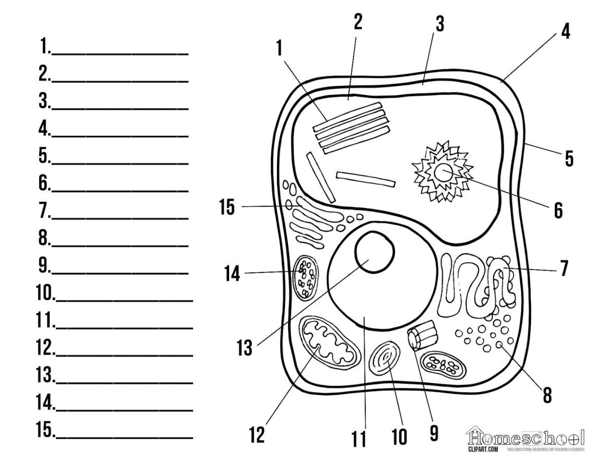 Внутренние органы человека раскраска
