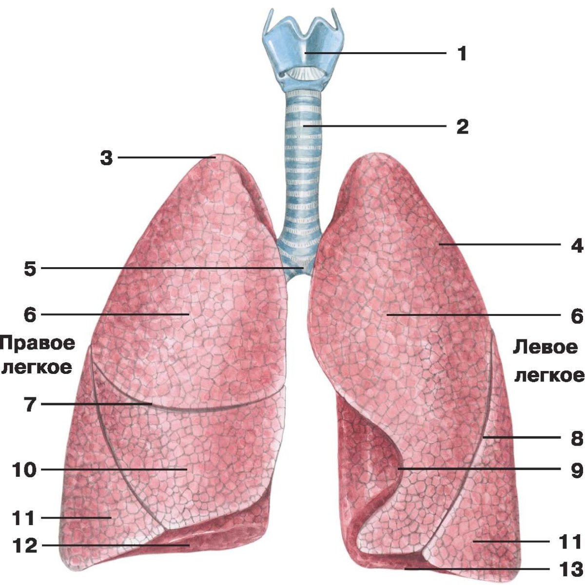 Рисунок легких человека