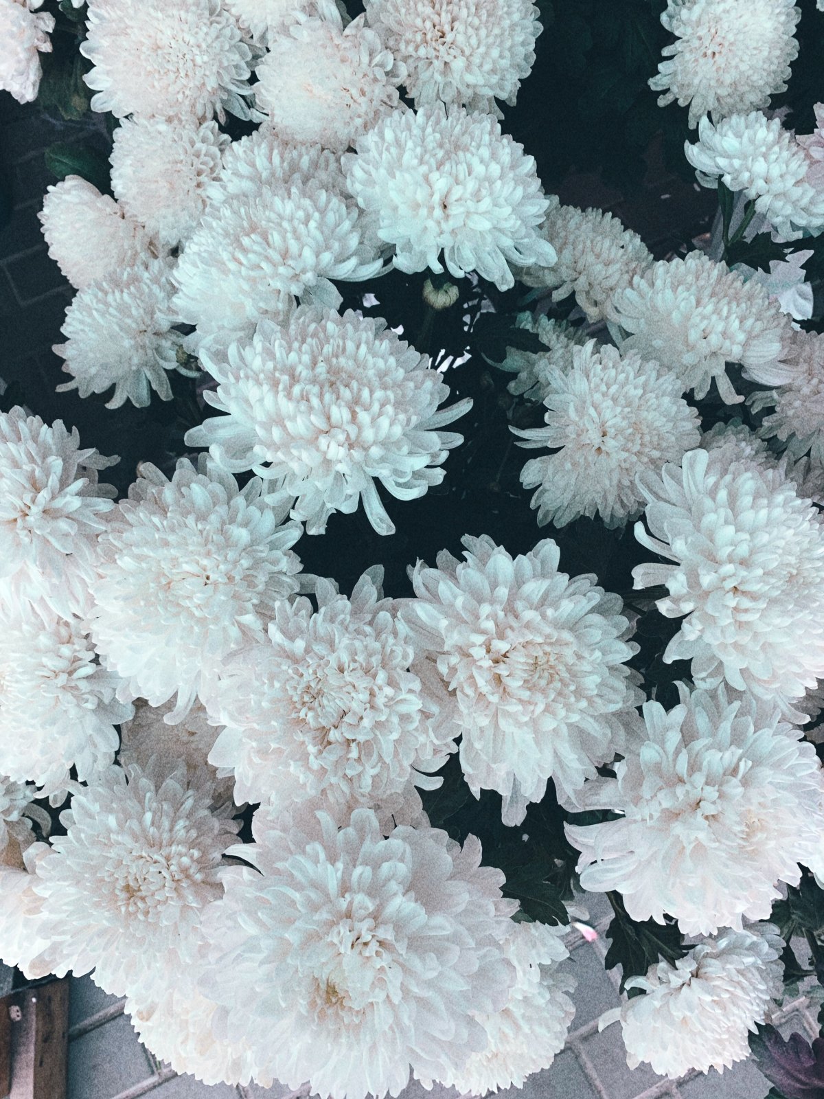 Хризантемы Эстетика