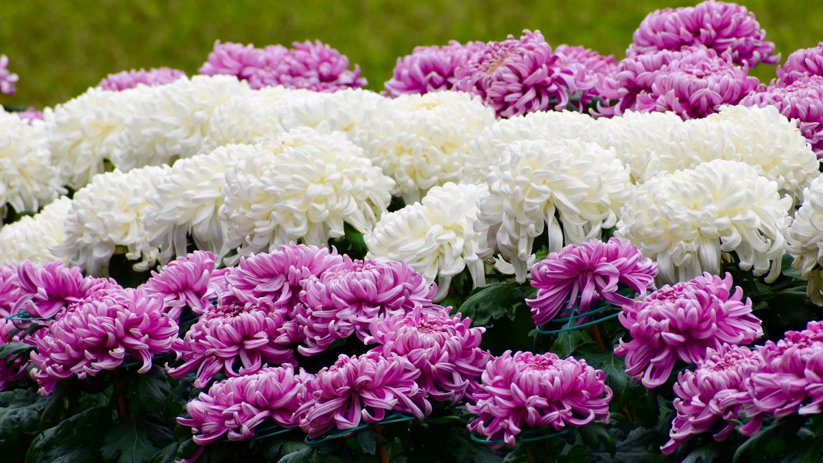 Хризантема помпон Лилак