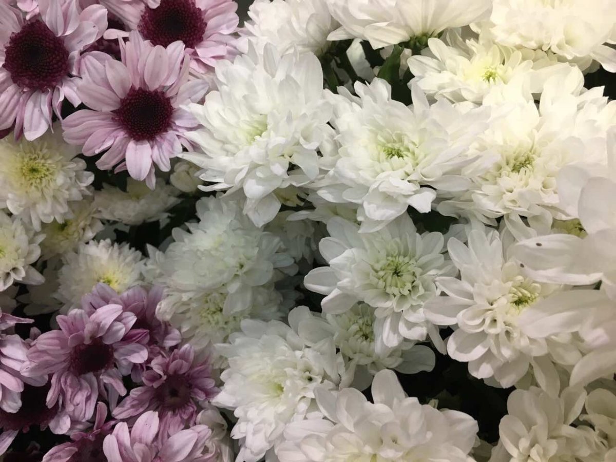 Хризантема кустовая фурор