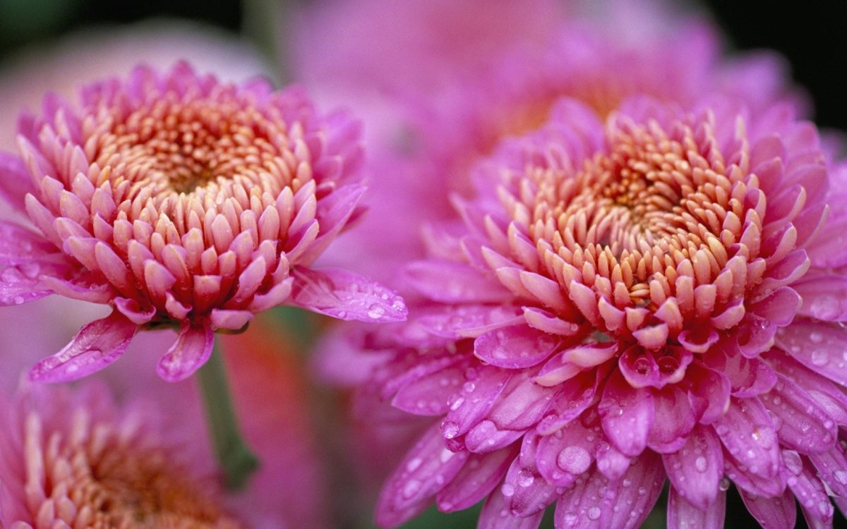 Хризантема Честер