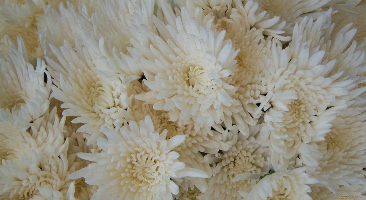 Хризантема creamiest Golden