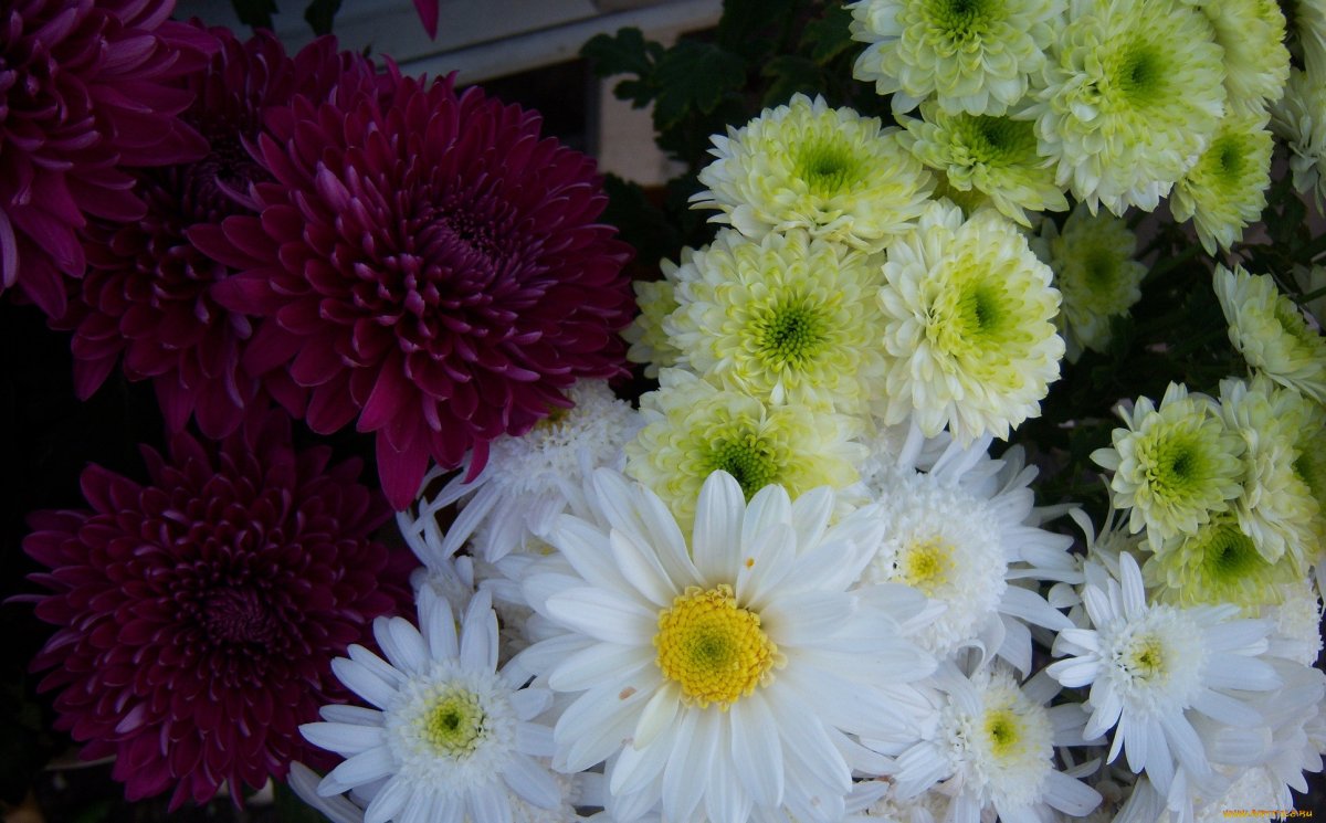 Хризантема сорбет Берри