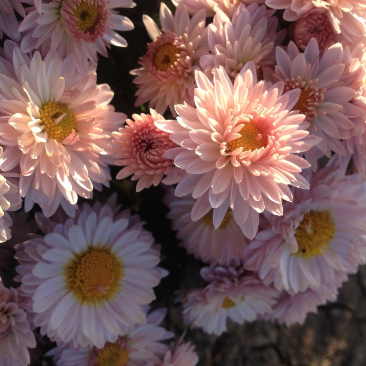 Хризантема корейская мадам Шер