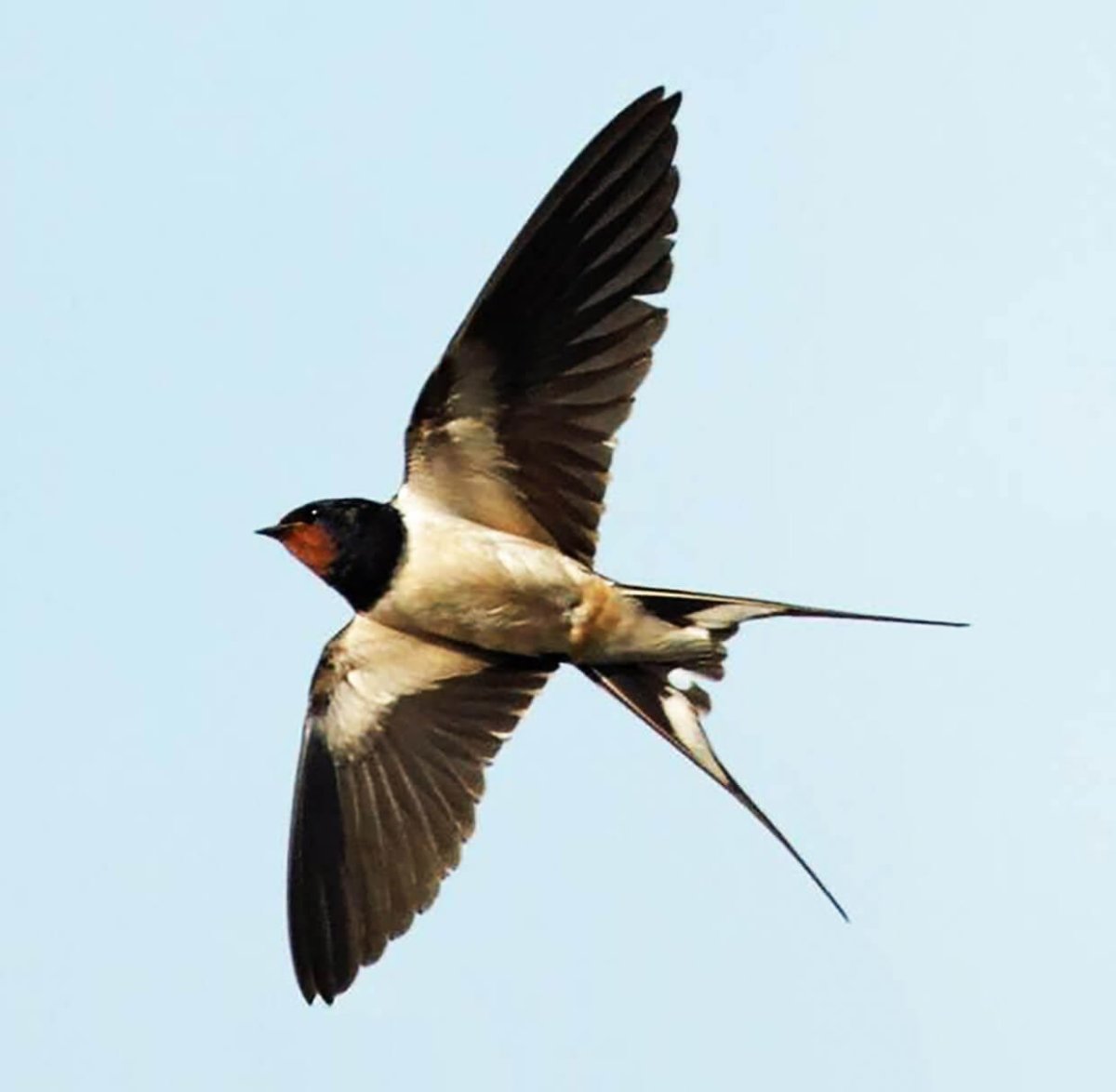 Трафарет ласточки для вырезания