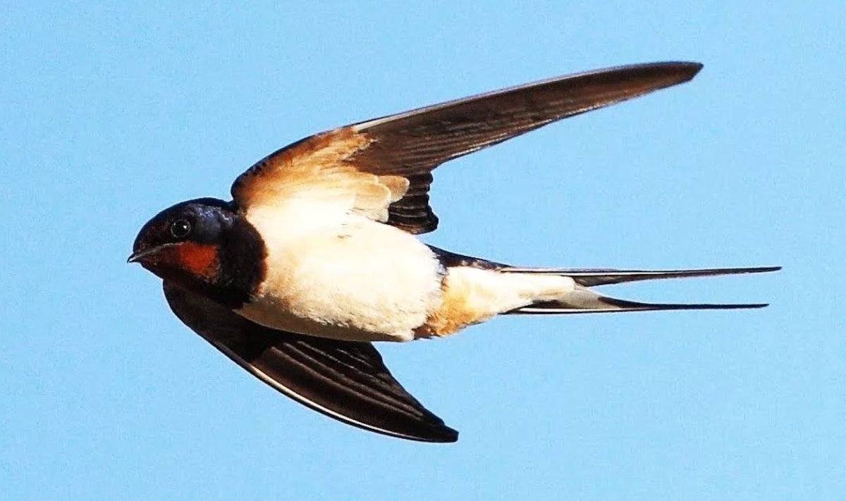 Ласточка рисунок