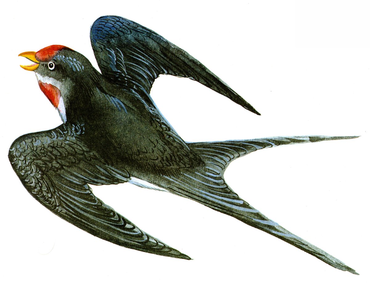 Перелетные птитцыласточка