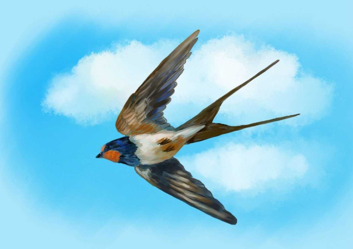 Ласточка птица