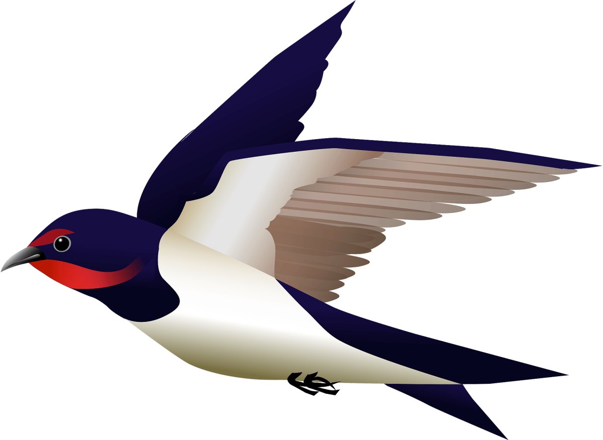 Ласточка рисунок акварель