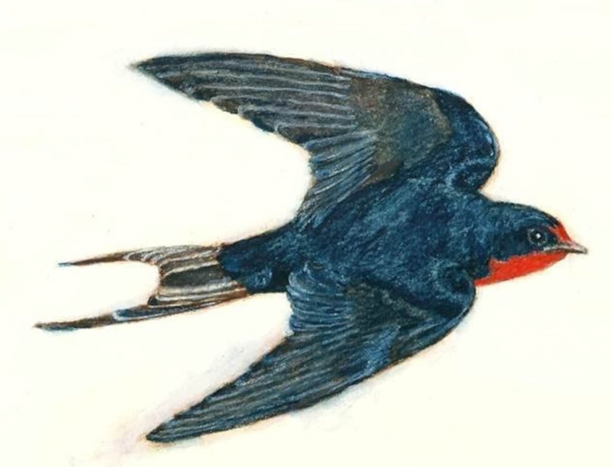 Ласточка пастелью