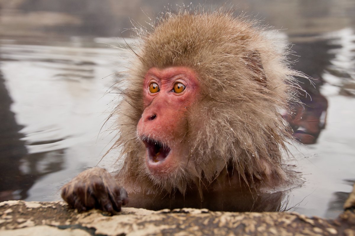 Растрепанная обезьяна