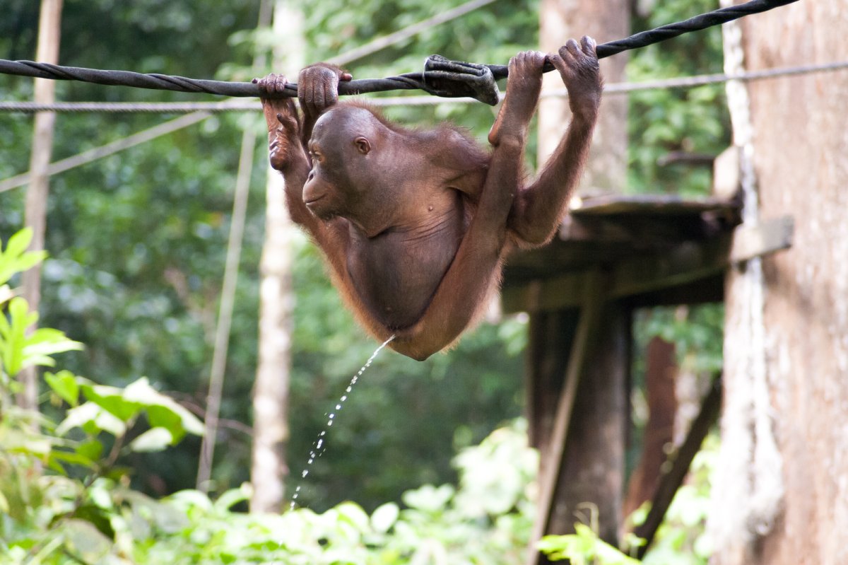 Девушка с обезьянкой