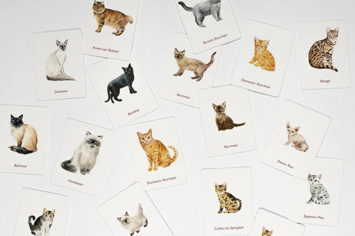 Котята милота