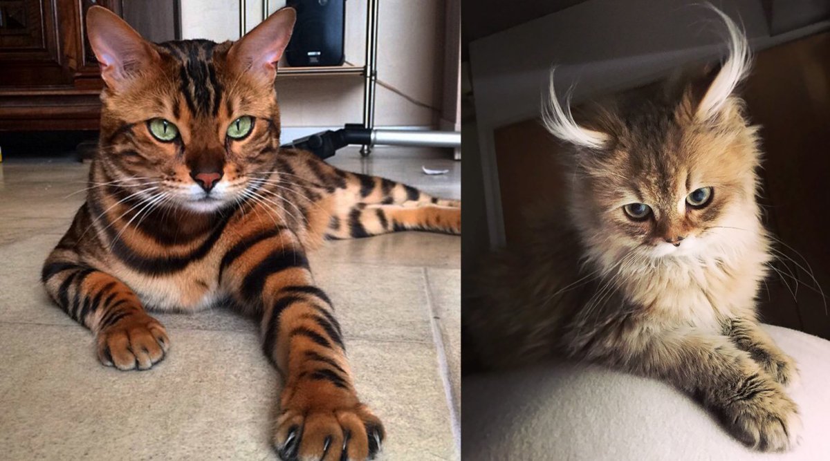 Самые распространенные породы кошек