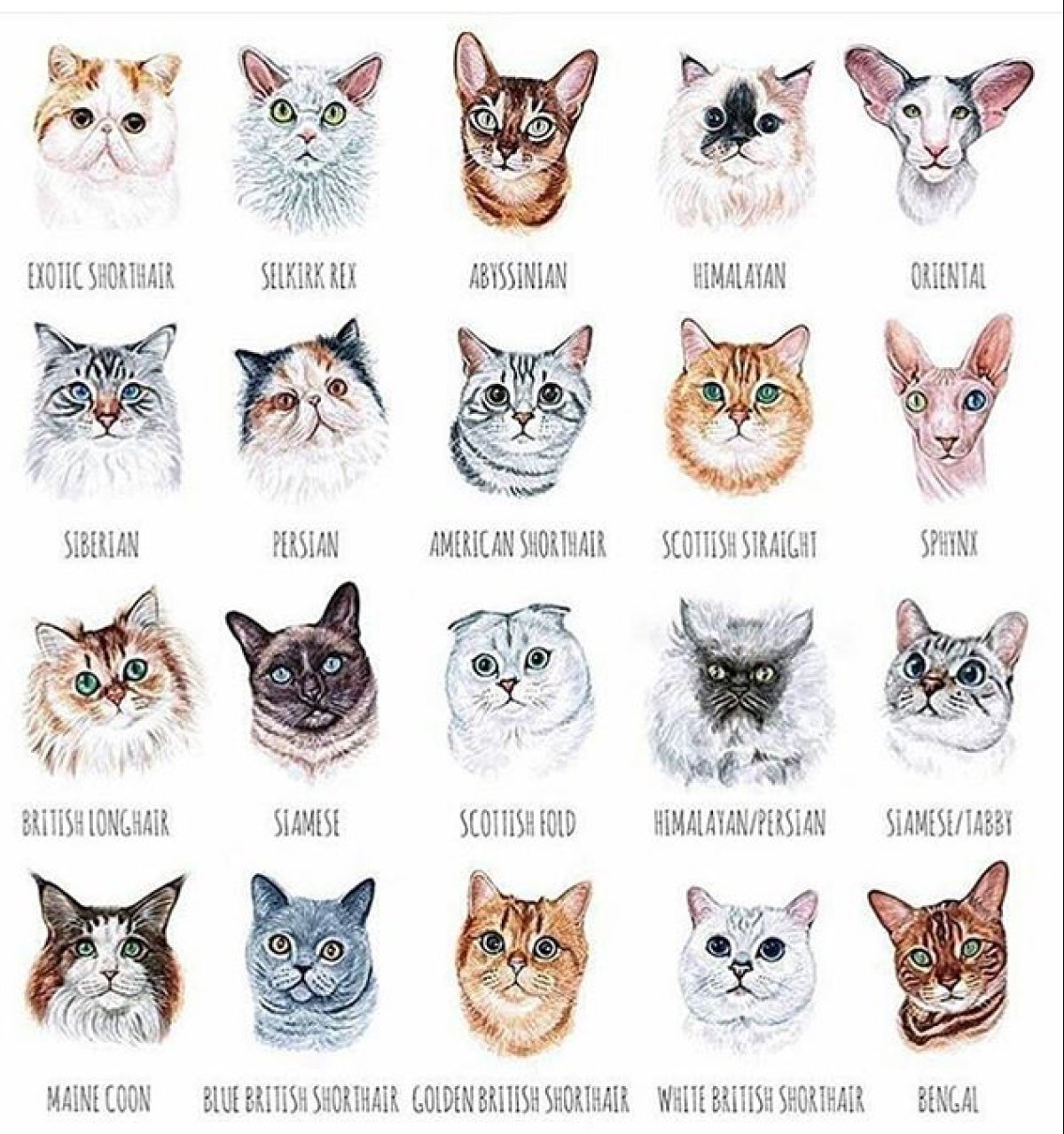 Кот Инстаграм