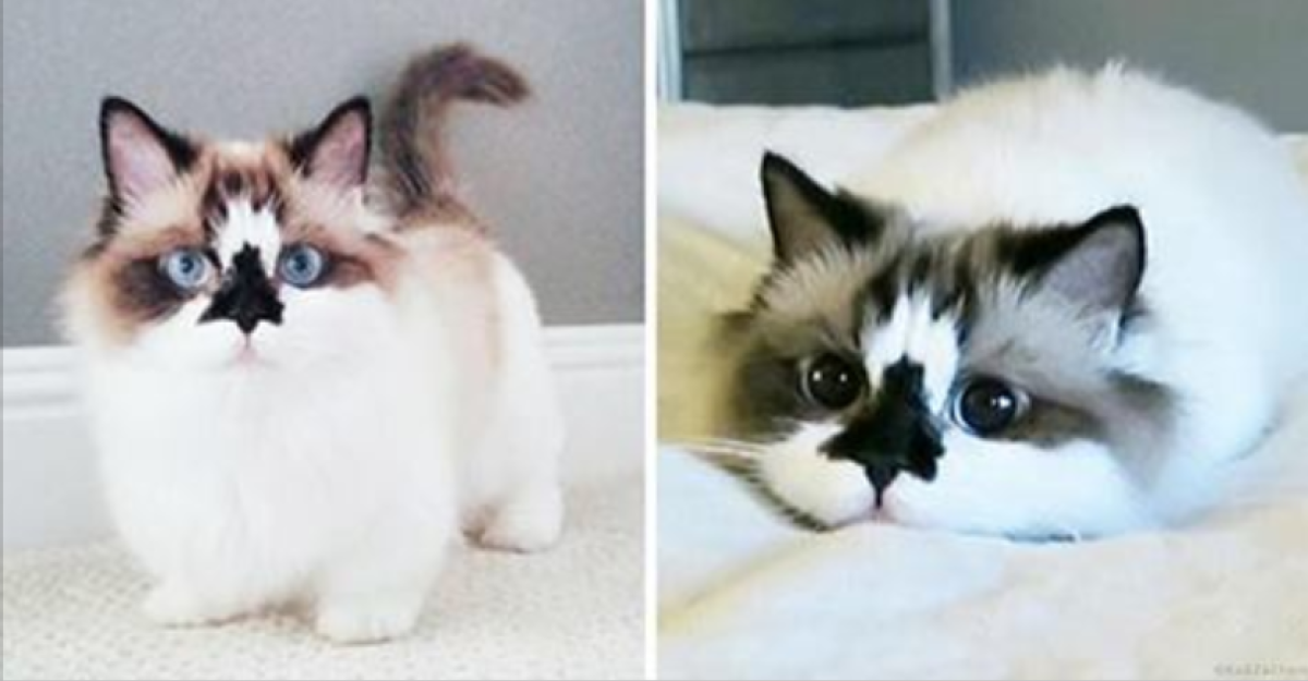 Эстетика кошек