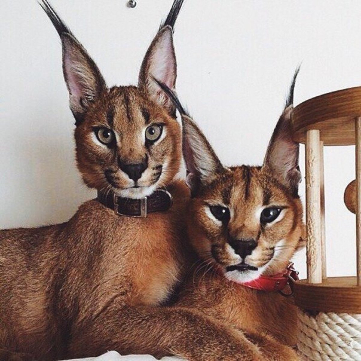 Британская шиншилла Коби