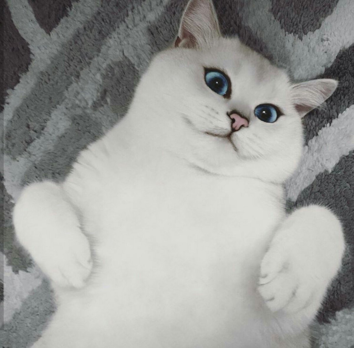 Две смешные кошки