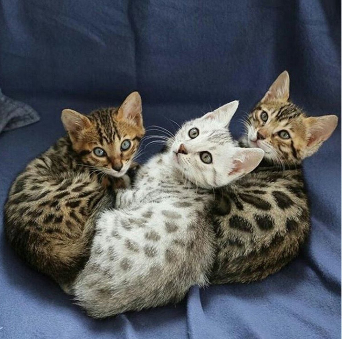 Кот в инстаграмме