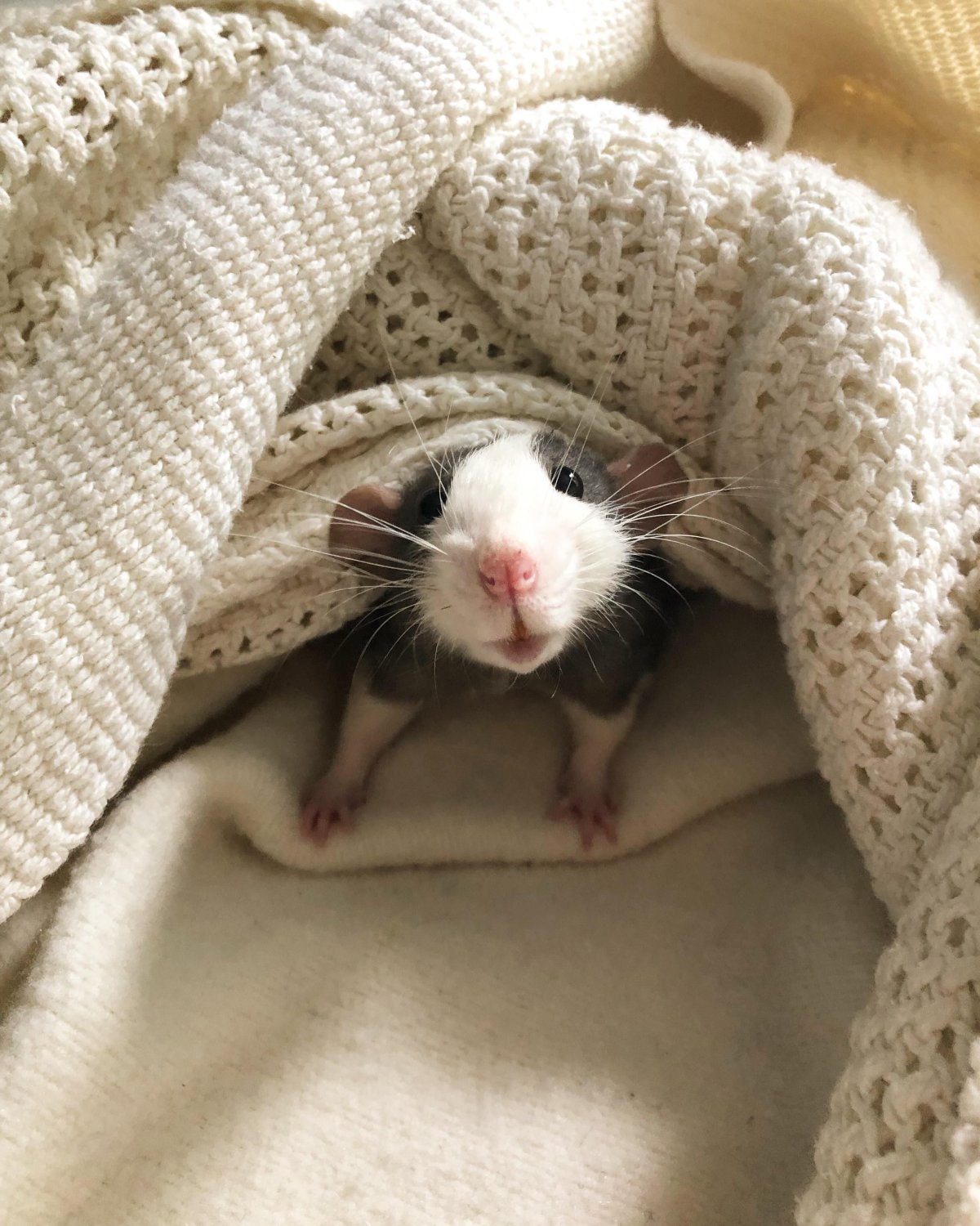 Милые крысы