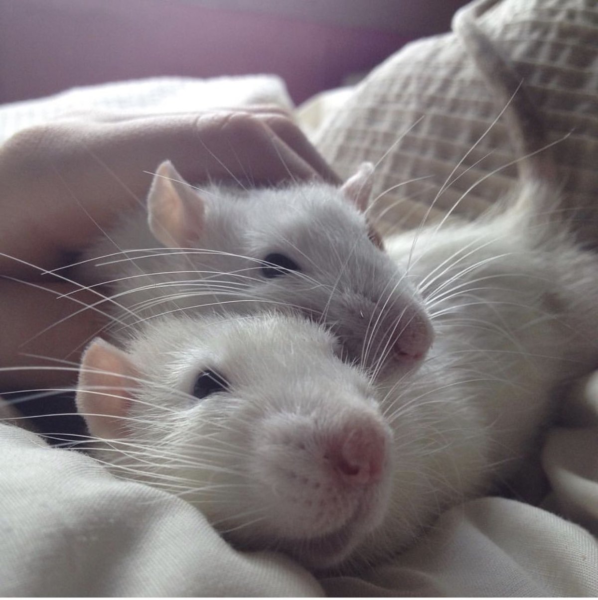 Милые крыски