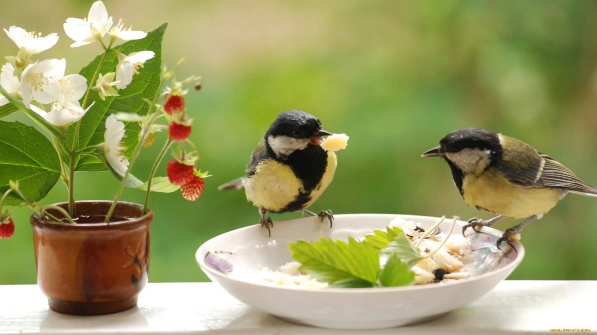 Птицы летом