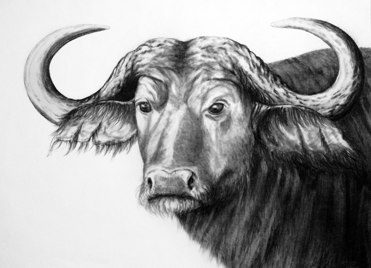 Вол и буйвол