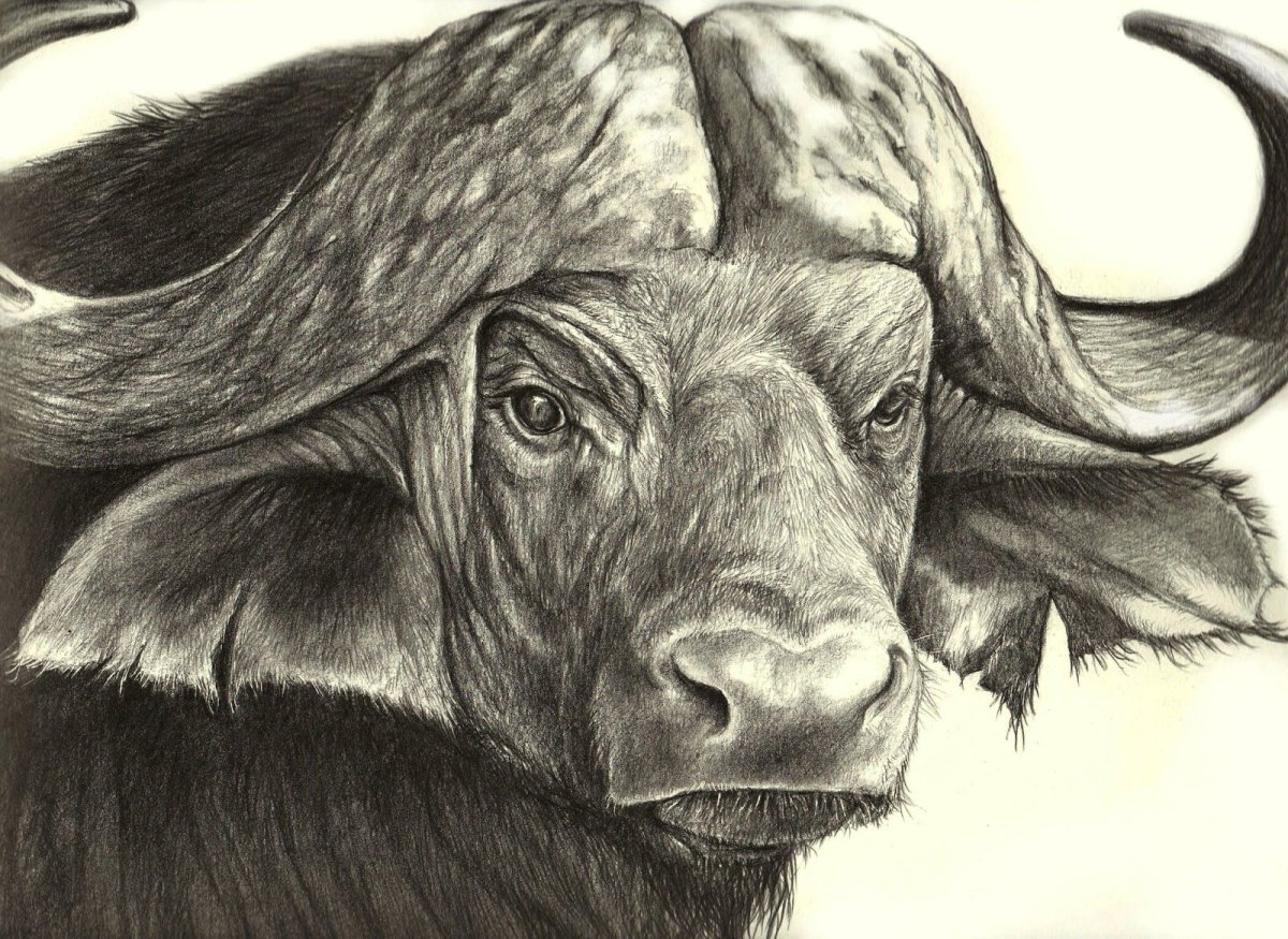 Морды животных карандашом