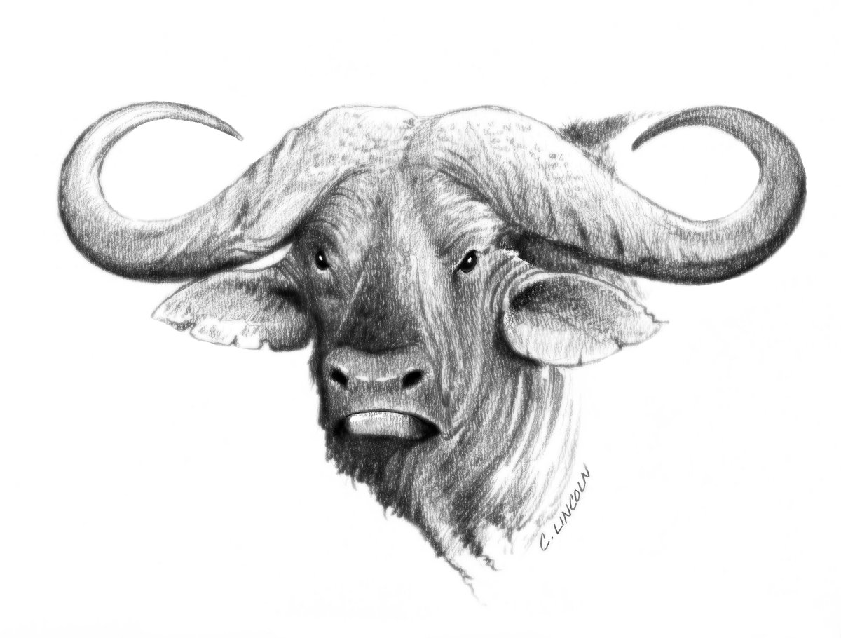 Нарисовать буйвола