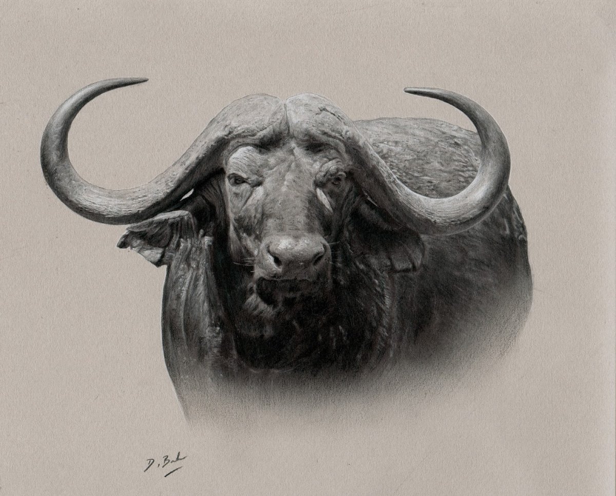 Лицо буйвола
