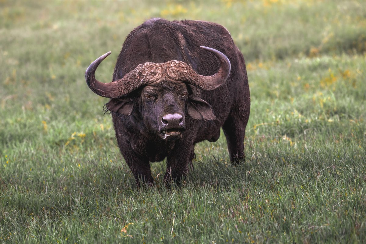 Буйвол живопись