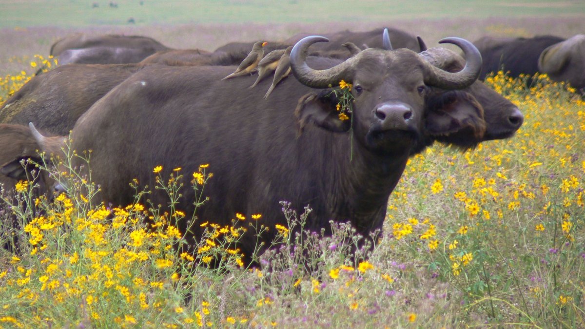 Силуэт американский Бизон