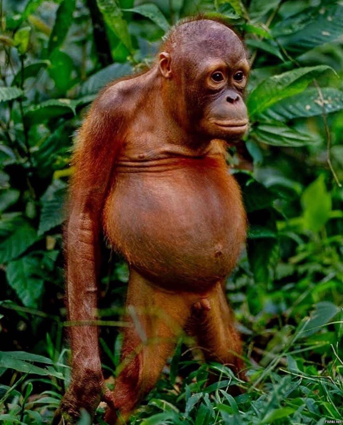 Обезьяна Мем