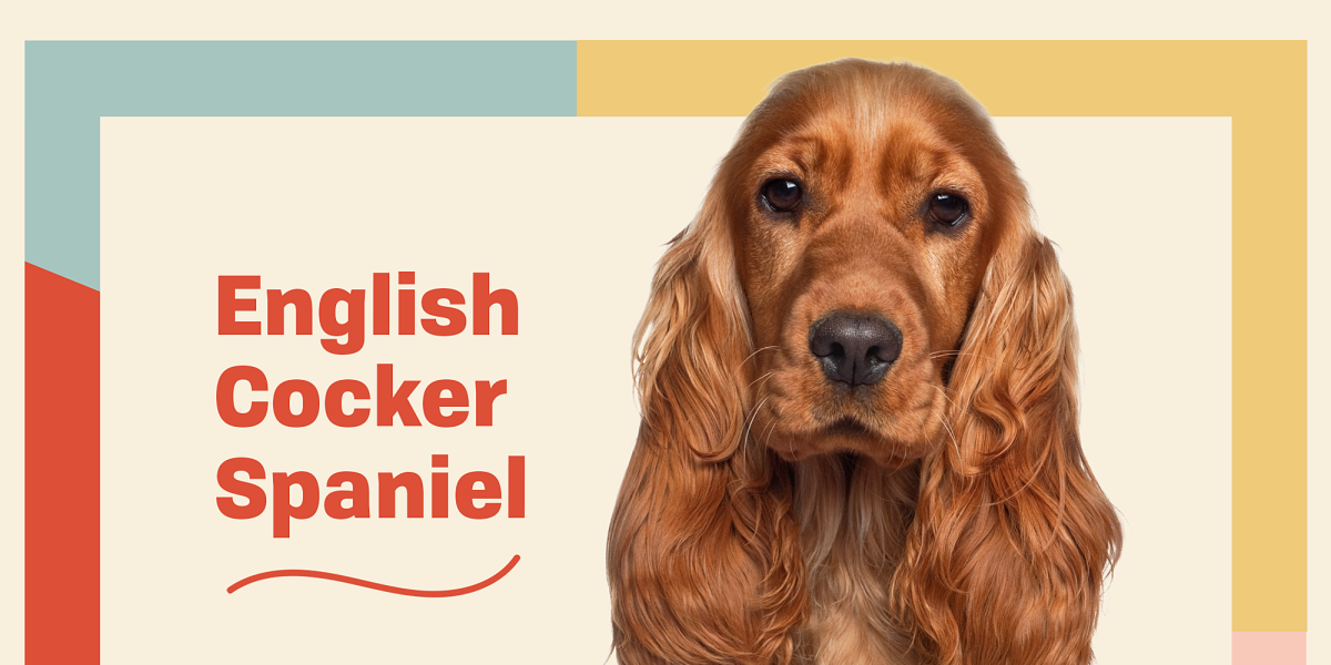 Кокер спаниель чемпион