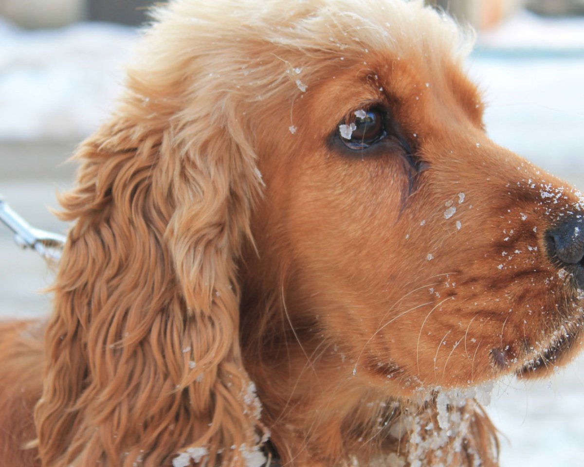 Английский спаниель смешные